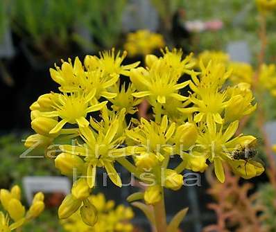 Sedum reflexum Angelina