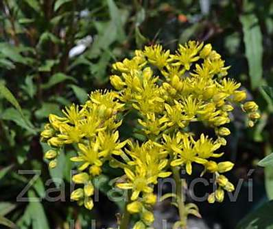 Sedum reflexum Angelina