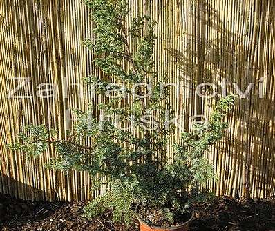 jalovec - Juniperus chinensis 'Blue Alps'