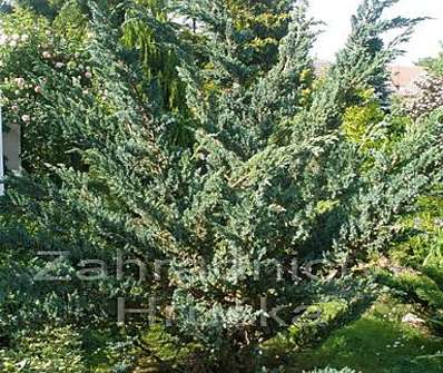 jalovec - Juniperus chinensis 'Blue Alps'