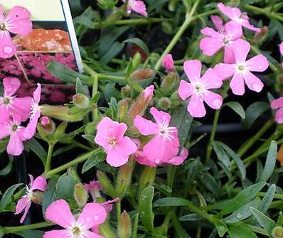 Saponaria hybrida Bressingham