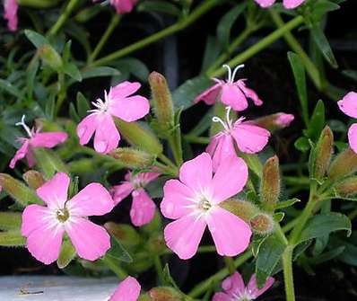Saponaria hybrida Bressingham