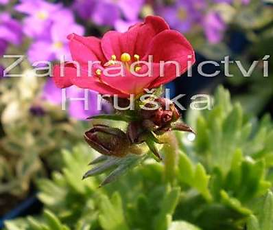 Saxifraga arendsii Harder Zwerg