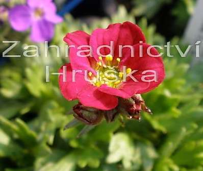 Saxifraga arendsii Harder Zwerg
