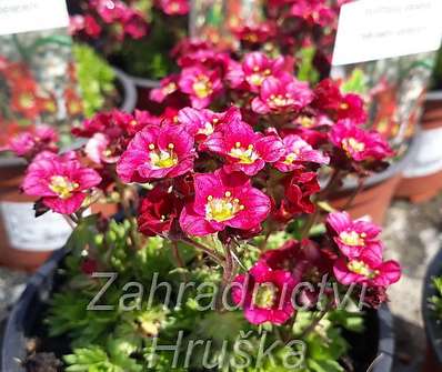 Saxifraga arendsii Harder Zwerg