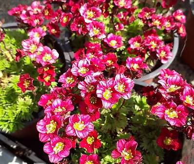 Saxifraga arendsii Harder Zwerg