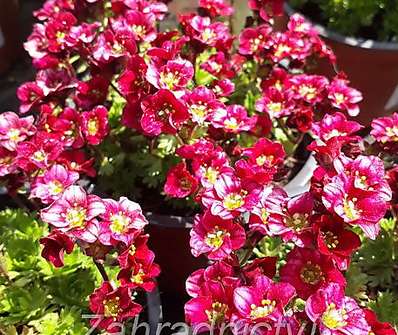 Saxifraga arendsii Harder Zwerg