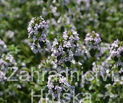 Thymus pulegioides Foxley