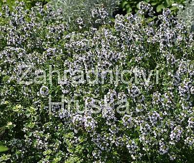 Thymus pulegioides Foxley