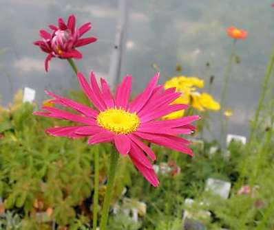 Tanacetum Robinson Red