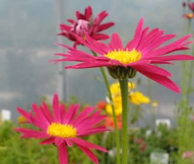 Tanacetum Robinson Red