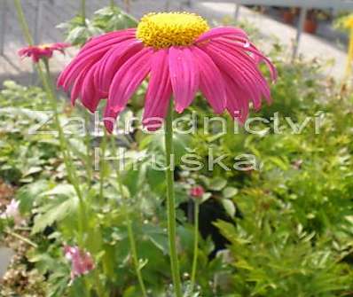 Tanacetum Robinson Red