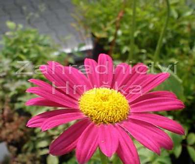 Tanacetum Robinson Red