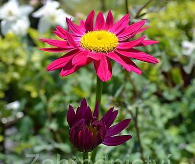 Tanacetum Robinson Red