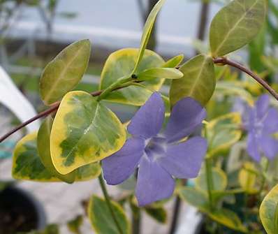 Vinca minor