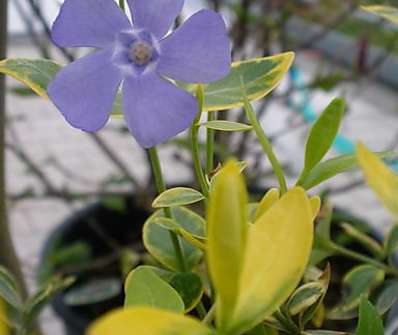 Vinca minor