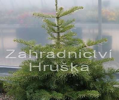 jedle - Abies concolor