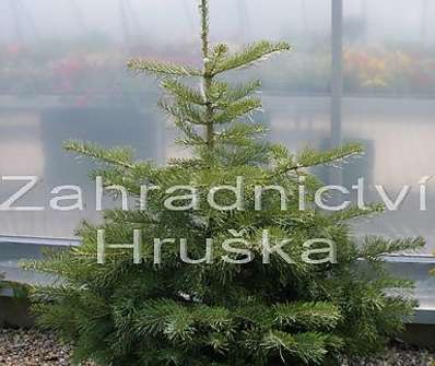 jedle - Abies concolor