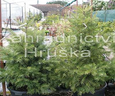 jedle - Abies concolor