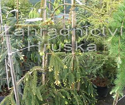 smrk - Picea abies 'Bohemica Pendula'