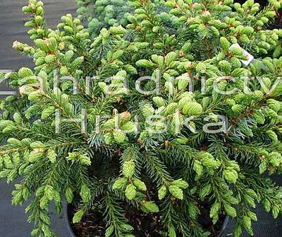 smrk - Picea omorika 'Treplicensis'