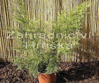 jalovec - Juniperus chinensis 'Kuriwao Gold'