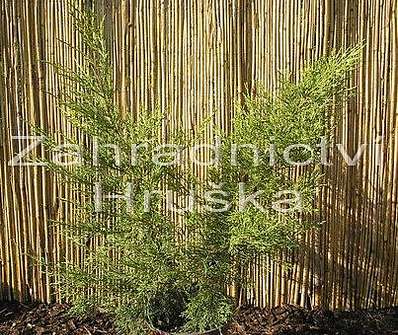 jalovec - Juniperus chinensis 'Kuriwao Gold'