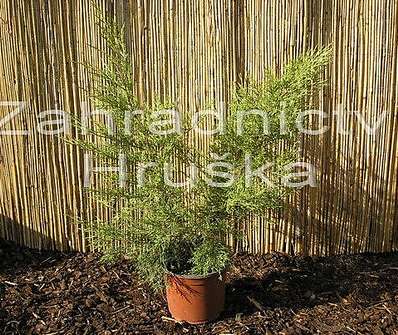 jalovec - Juniperus chinensis 'Kuriwao Gold'