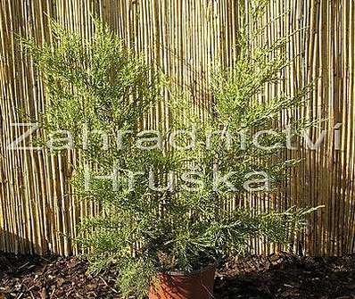 jalovec - Juniperus chinensis 'Kuriwao Gold'