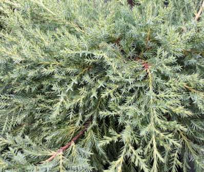 jalovec - Juniperus chinensis 'Kuriwao Gold'