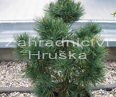 Borovice - Pinus cembra