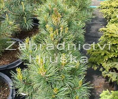 Borovice - Pinus cembra