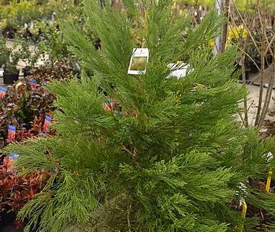 sekvojovec - Sequoiadendron giganteum