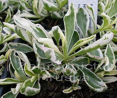 Arabis procurens Variegata