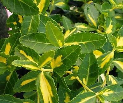 brslen - Euonymus