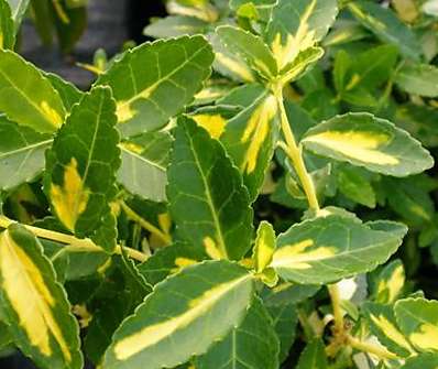 brslen - Euonymus