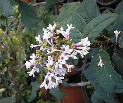 šeřík - Syringa x prestoniae 'Nocturno'.