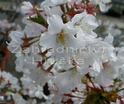 slivoň - Prunus nipponica 'Brilant'