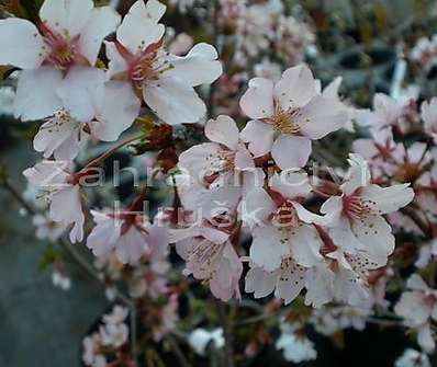 slivoň - Prunus nipponica 'Brilant'