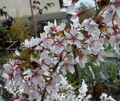 slivoň - Prunus nipponica 'Brilant'