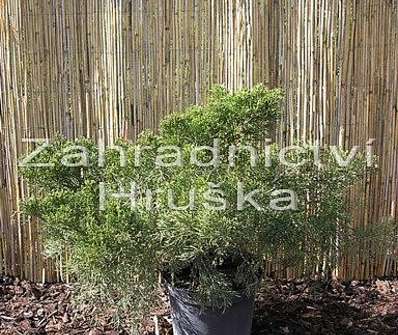 jalovec - Juniperus media 'Mint Julep'