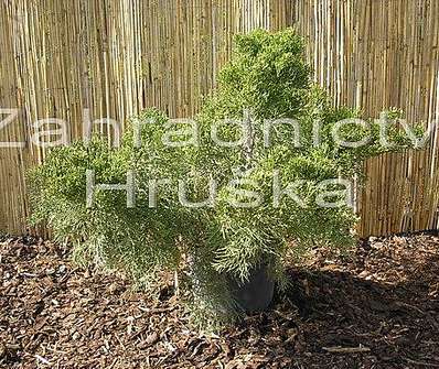 jalovec - Juniperus media 'Mint Julep'
