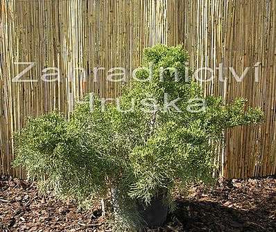 jalovec - Juniperus media 'Mint Julep'