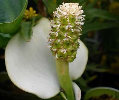 Calla palustris