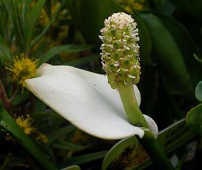 Calla palustris