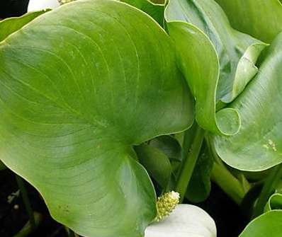 Calla palustris