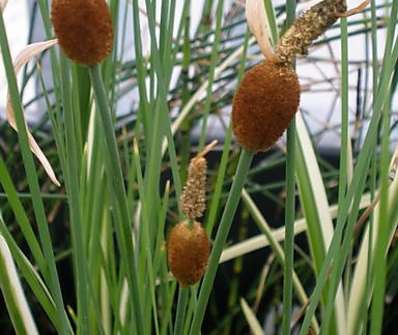 Typha minima