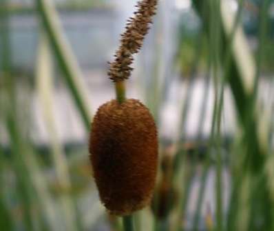 Typha minima