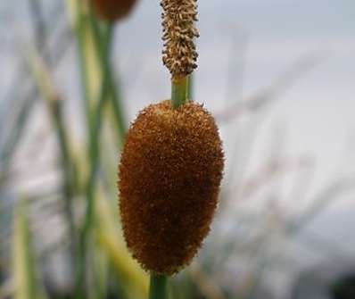 Typha minima