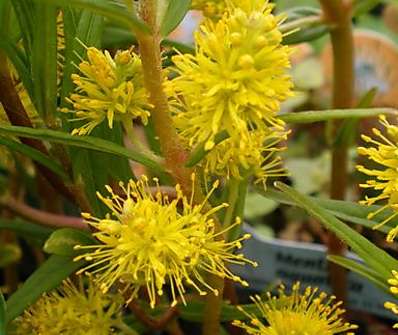 Lysimachia thyrsiflora